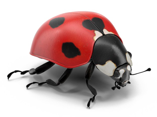 COCCINELLE 3