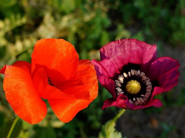 COQUELICOTS