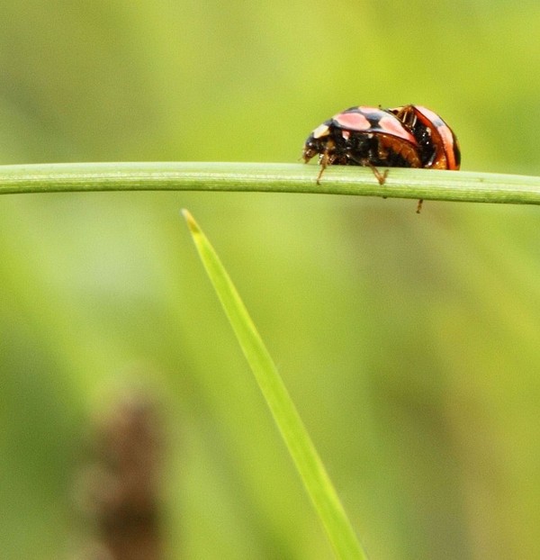 COCCINELLES