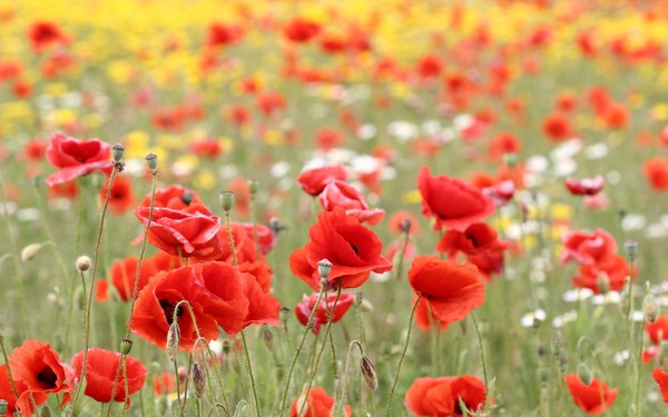 COQUELICOTS