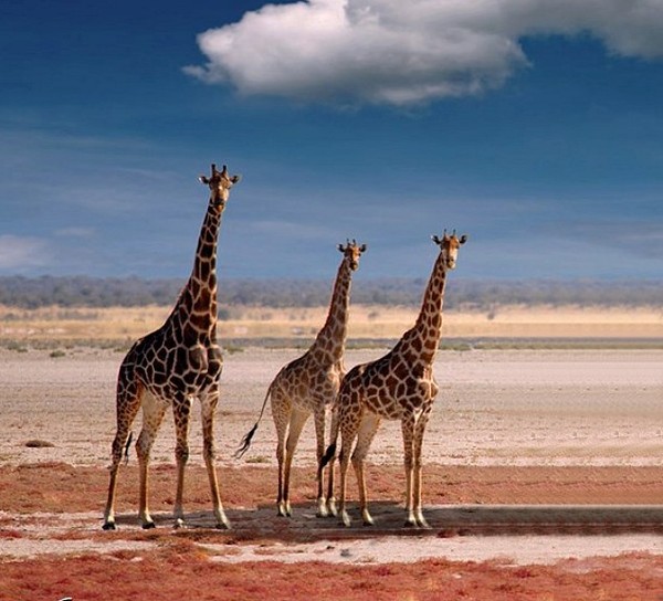 GIRAFES