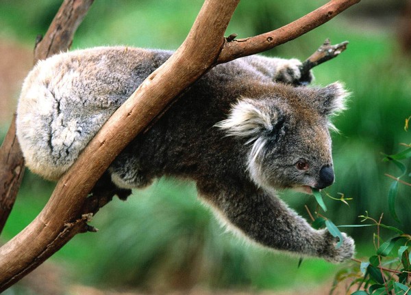 KOALA