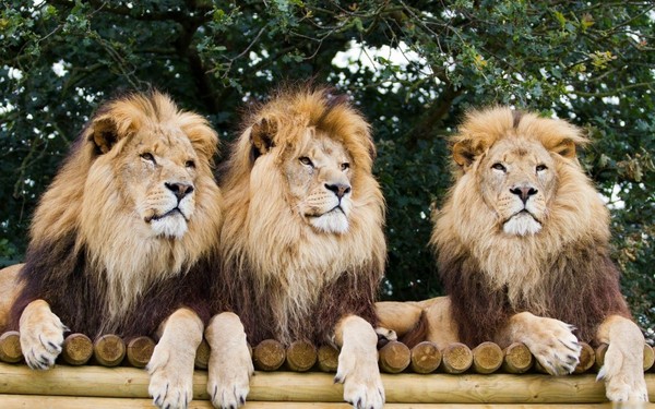 LIONS