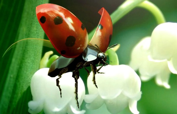 COCCINELLE