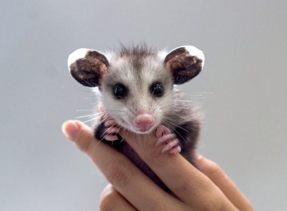 OPPOSSUM