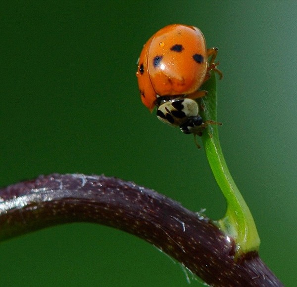 COCCINELLE