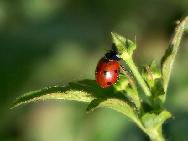 COCCINELLE