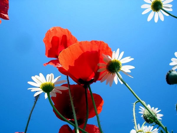 COQUELICOTS