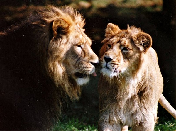 LIONS