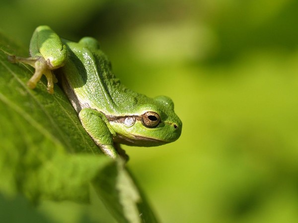 GRENOUILLE