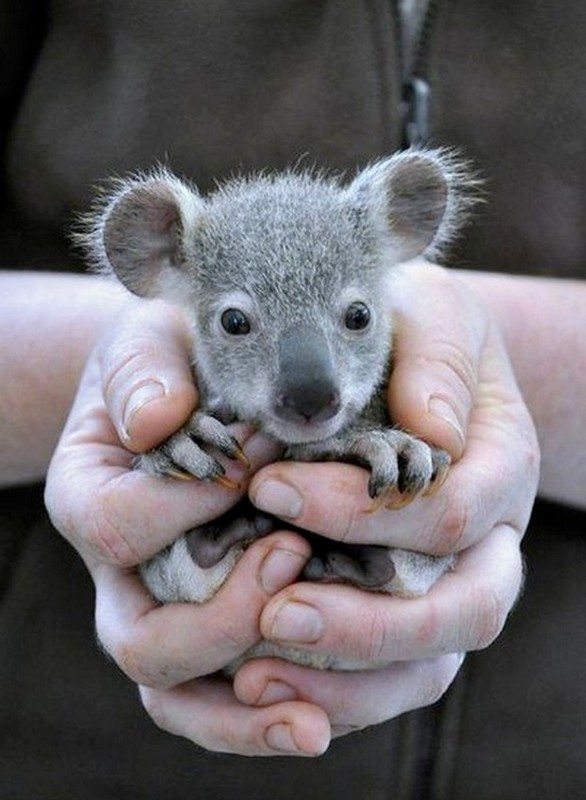 KOALA