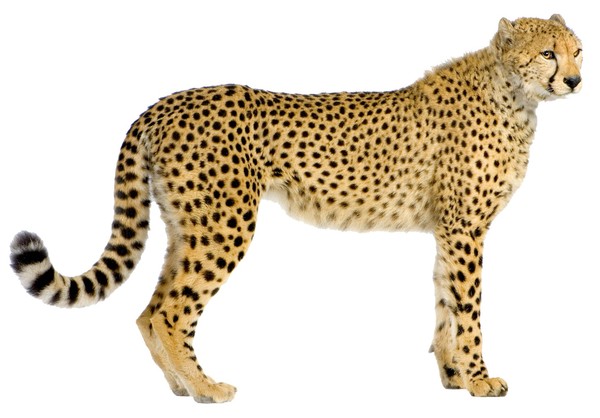 GUEPARD