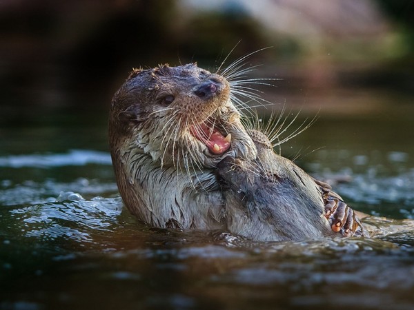 LOUTRE