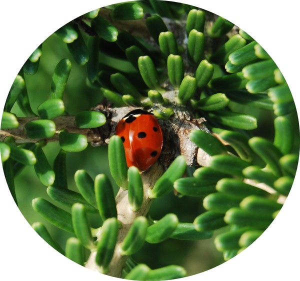 COCCINELLE 2