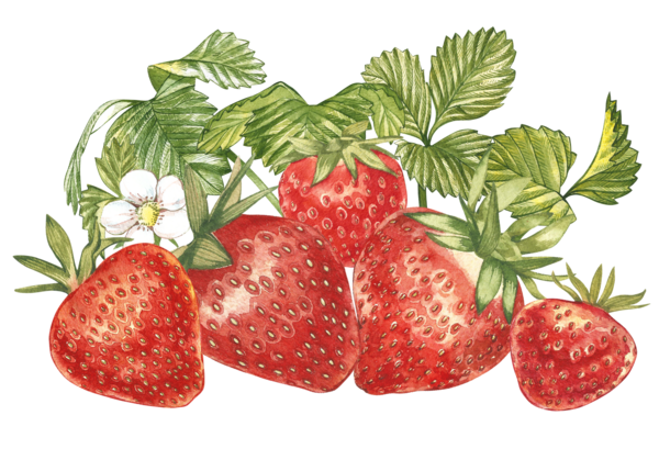 LES FRAISES 2