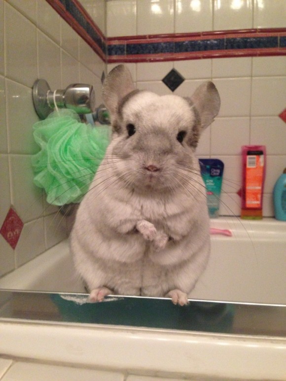 CHINCHILLA