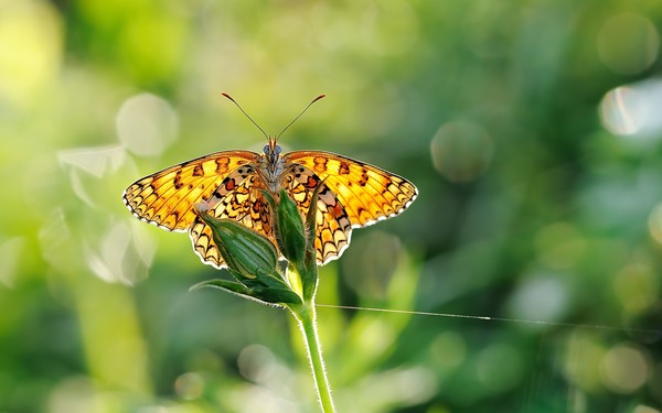 PAPILLON