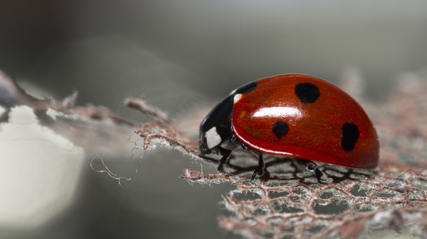 COCCINELLE