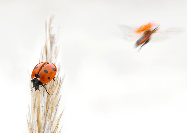 COCCINELLES