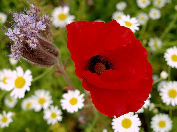 COQUELICOT