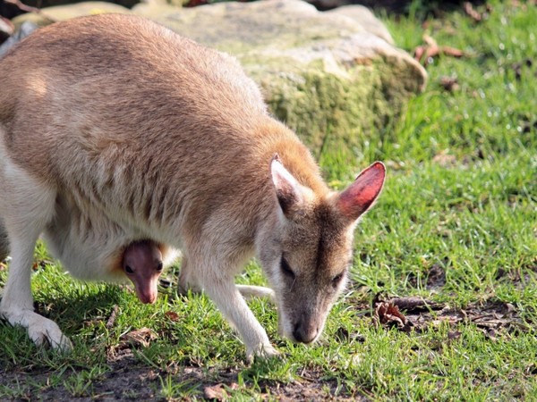 KANGOUROUS