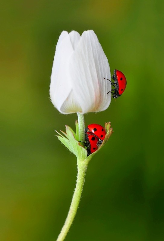 COCCINELLES