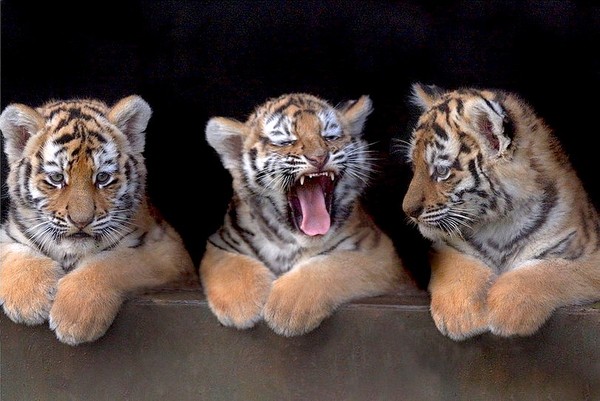 TIGRES