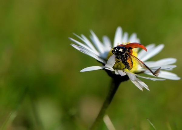 COCCINELLE