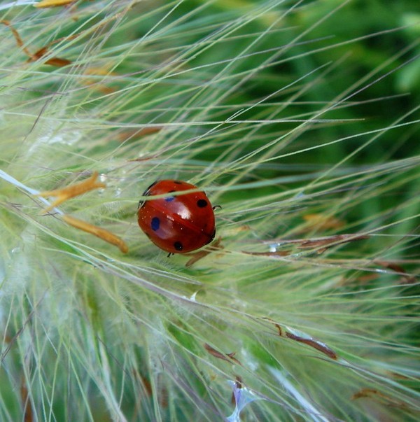 COCCINELLE