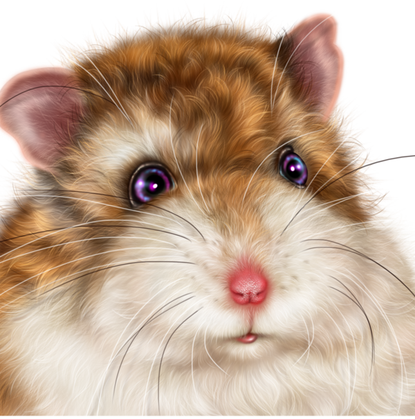 SOURIS RAT HAMSTER... 2