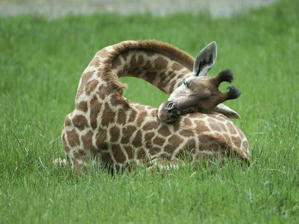 GIRAFE