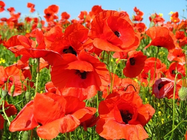 COQUELICOTS