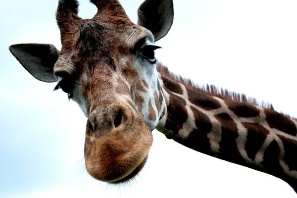 GIRAFE