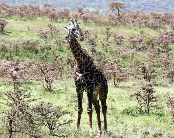 GIRAFE