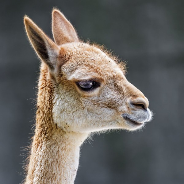 LAMA