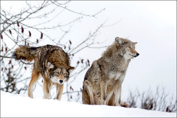 LOUPS