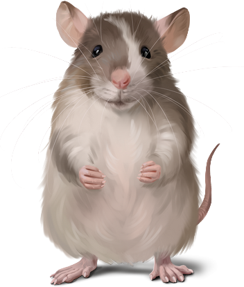 SOURIS RAT HAMSTER... 2