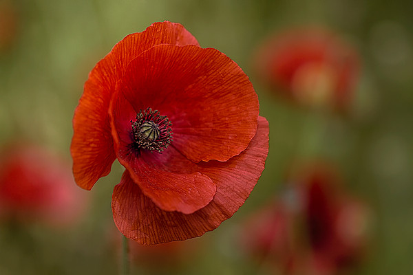 COQUELICOT