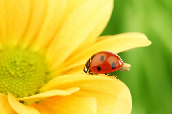 COCCINELLE