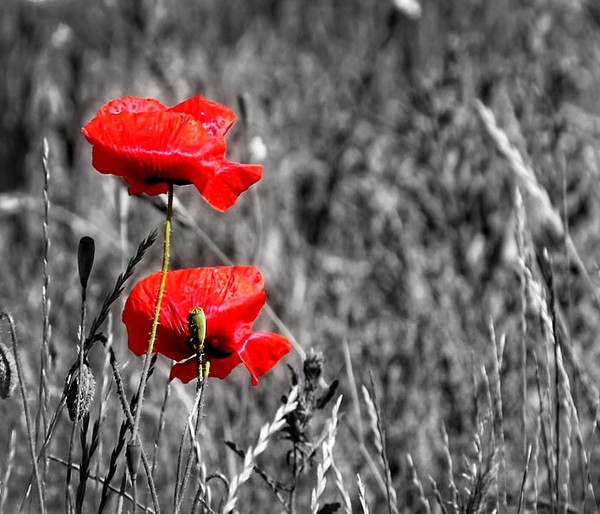 COQUELICOTS