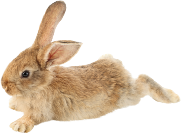 LAPIN