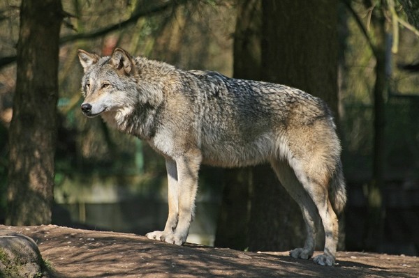 LOUP