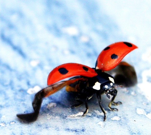 COCCINELLE