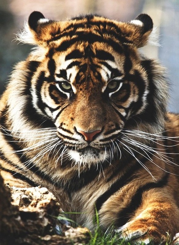 TIGRE