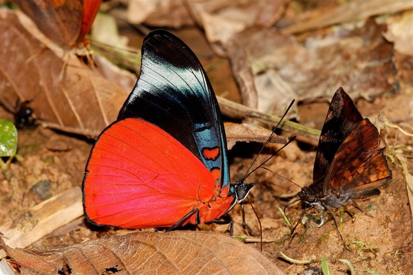 PAPILLON