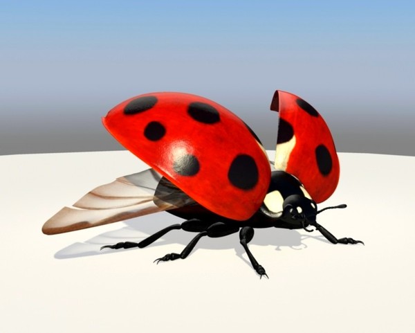 COCCINELLE