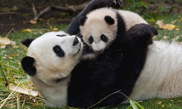 PANDAS