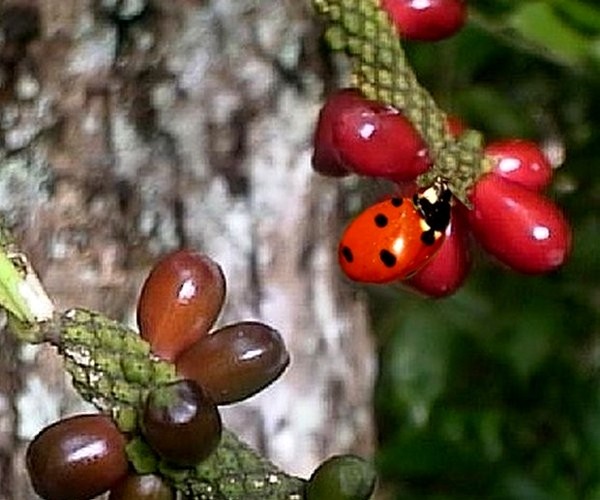 COCCINELLE