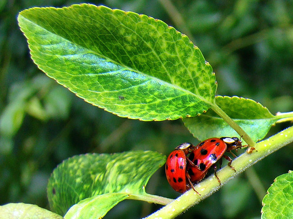 COCCINELLES