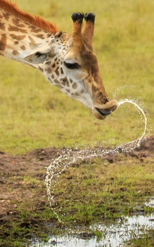 GIRAFE